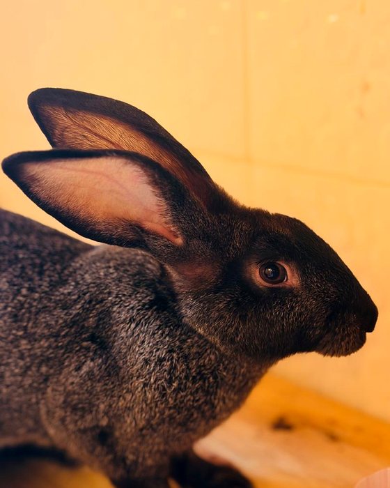A grey rabbit sitting calmly in a classroom corner