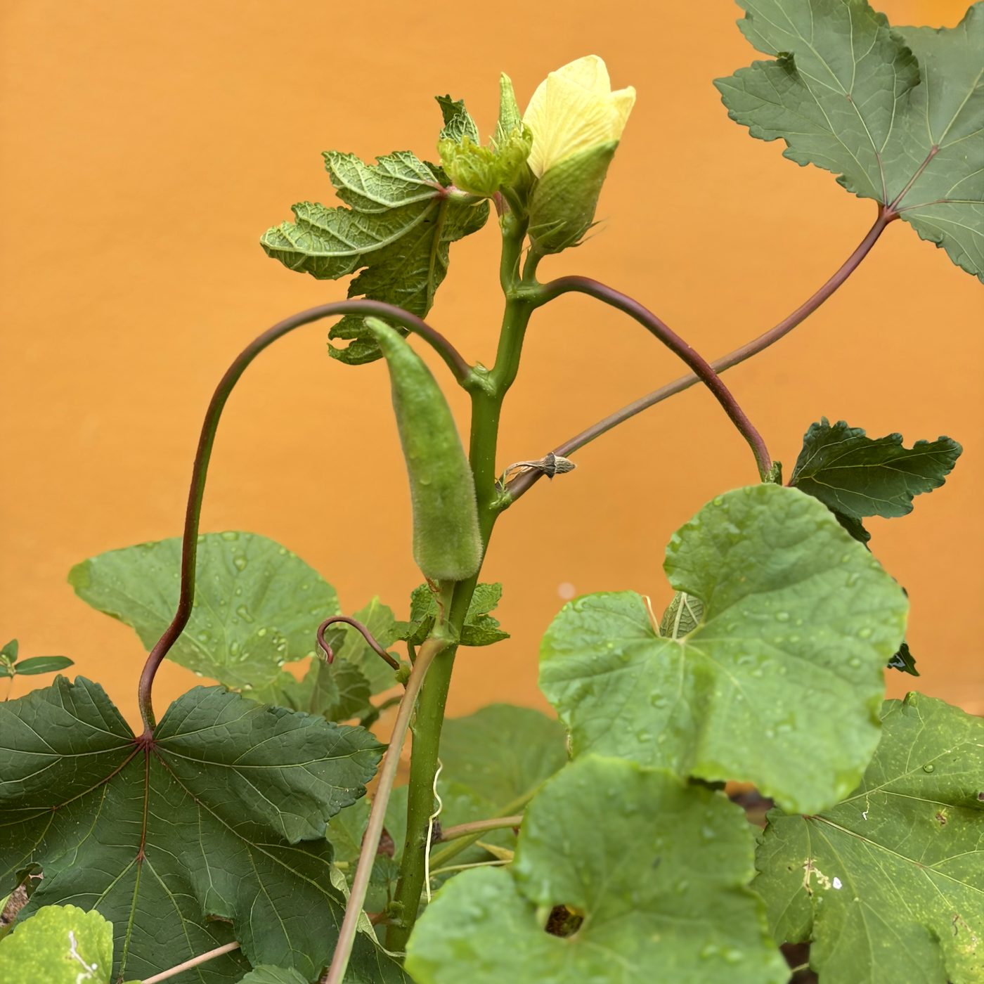Okra plant growing in the school garden